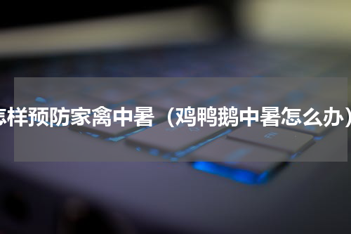 怎样预防家禽中暑（鸡鸭鹅中暑怎么办）