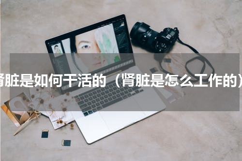 肾脏是如何干活的（肾脏是怎么工作的）