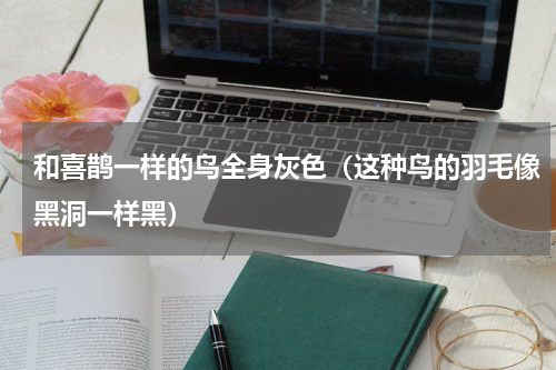 和喜鹊一样的鸟全身灰色（这种鸟的羽毛像黑洞一样黑）