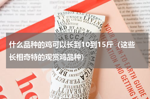 什么品种的鸡可以长到10到15斤（这些长相奇特的观赏鸡品种）