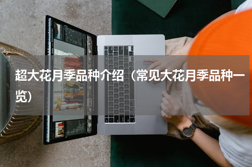 超大花月季品种介绍（常见大花月季品种一览）