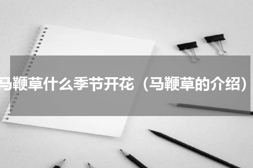 马鞭草什么季节开花（马鞭草的介绍）