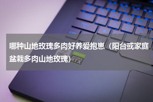 哪种山地玫瑰多肉好养爱抱崽（阳台或家庭盆栽多肉山地玫瑰）