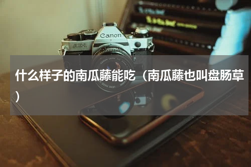 什么样子的南瓜藤能吃（南瓜藤也叫盘肠草）