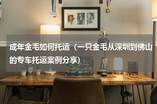 成年金毛如何托运（一只金毛从深圳到佛山的专车托运案例分享）