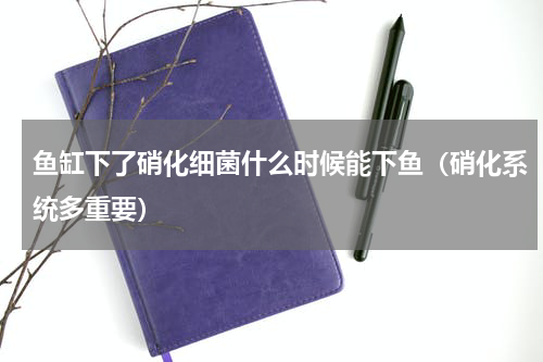 鱼缸下了硝化细菌什么时候能下鱼（硝化系统多重要）