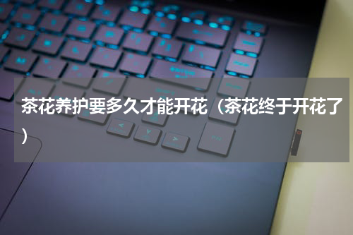 茶花养护要多久才能开花（茶花终于开花了）