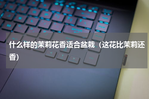 什么样的茉莉花香适合盆栽（这花比茉莉还香）