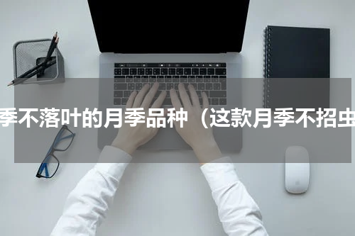 冬季不落叶的月季品种（这款月季不招虫）
