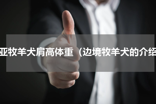 中亚牧羊犬肩高体重（边境牧羊犬的介绍）
