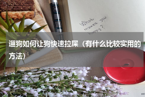 遛狗如何让狗快速拉屎（有什么比较实用的方法）