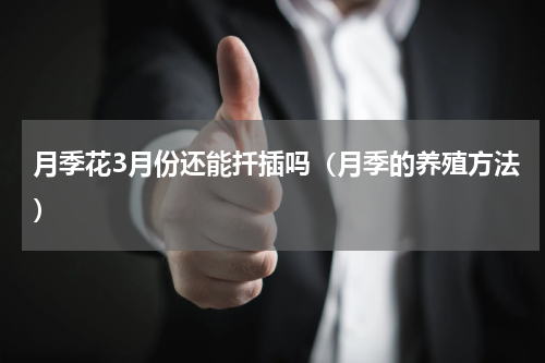 月季花3月份还能扦插吗（月季的养殖方法）