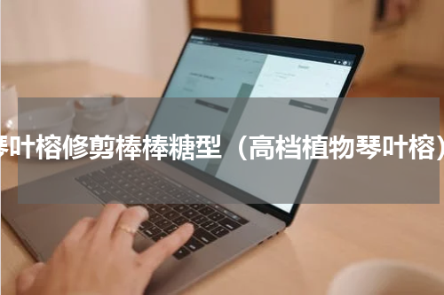 琴叶榕修剪棒棒糖型（高档植物琴叶榕）