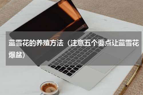 蓝雪花的养殖方法（注意五个要点让蓝雪花爆盆）