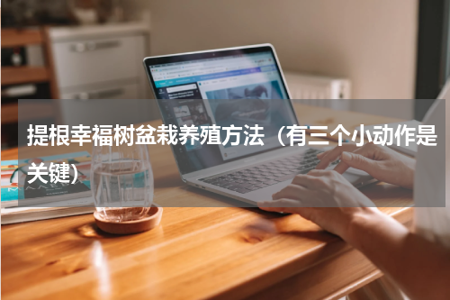 提根幸福树盆栽养殖方法（有三个小动作是关键）