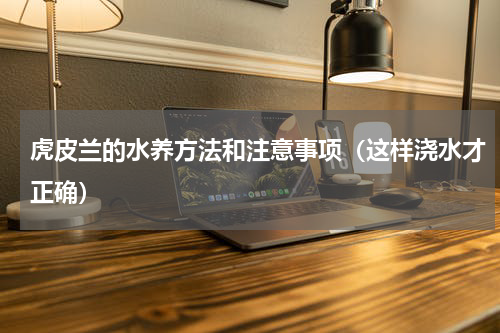 虎皮兰的水养方法和注意事项（这样浇水才正确）
