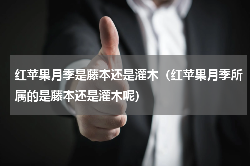 红苹果月季是藤本还是灌木（红苹果月季所属的是藤本还是灌木呢）