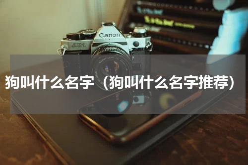 狗叫什么名字（狗叫什么名字推荐）