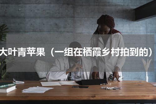 大叶青苹果（一组在栖霞乡村拍到的）