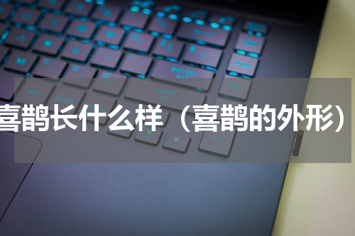 喜鹊长什么样（喜鹊的外形）