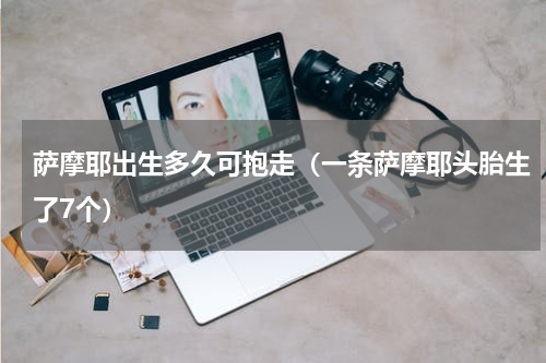 萨摩耶出生多久可抱走（一条萨摩耶头胎生了7个）