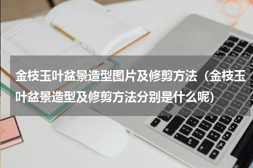 金枝玉叶盆景造型图片及修剪方法（金枝玉叶盆景造型及修剪方法分别是什么呢）