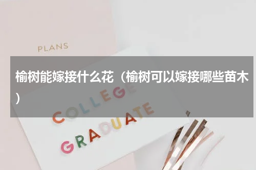 榆树能嫁接什么花（榆树可以嫁接哪些苗木）