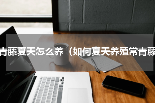 常青藤夏天怎么养（如何夏天养殖常青藤）