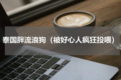 泰国胖流浪狗（被好心人疯狂投喂）