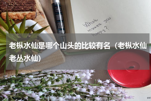 老枞水仙是哪个山头的比较有名（老枞水仙老丛水仙）