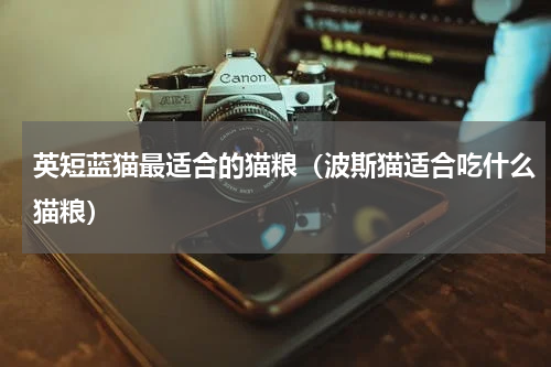 英短蓝猫最适合的猫粮（波斯猫适合吃什么猫粮）
