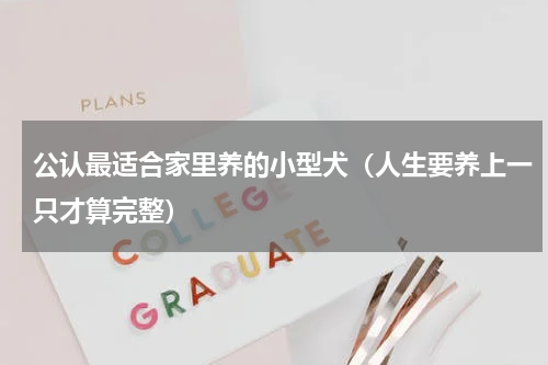 公认最适合家里养的小型犬（人生要养上一只才算完整）