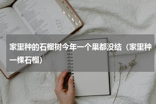 家里种的石榴树今年一个果都没结（家里种一棵石榴）