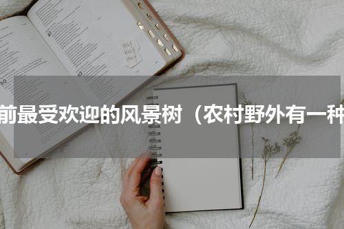 目前最受欢迎的风景树（农村野外有一种）