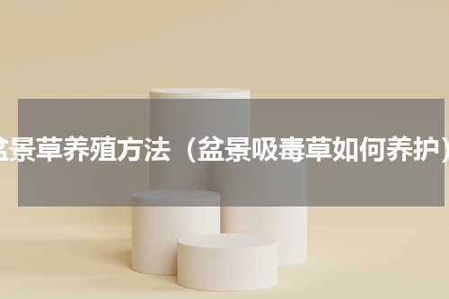 盆景草养殖方法（盆景吸毒草如何养护）