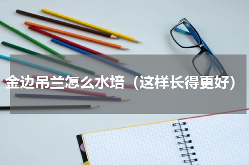 金边吊兰怎么水培（这样长得更好）