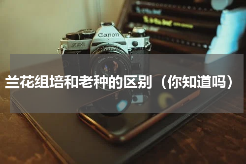 兰花组培和老种的区别（你知道吗）