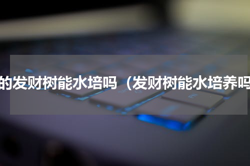 小的发财树能水培吗（发财树能水培养吗）