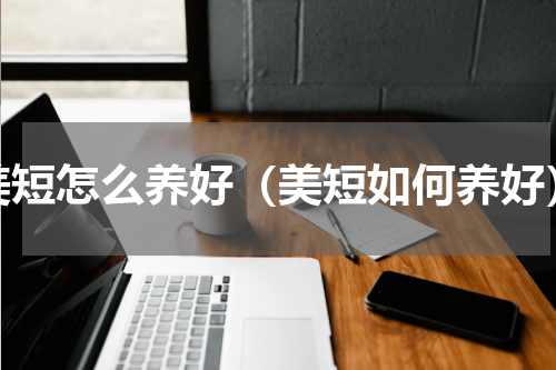 美短怎么养好（美短如何养好）