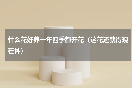 什么花好养一年四季都开花（这花还就得现在种）