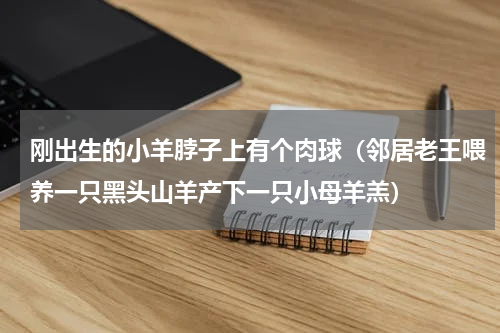 刚出生的小羊脖子上有个肉球（邻居老王喂养一只黑头山羊产下一只小母羊羔）