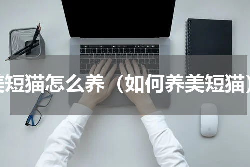 美短猫怎么养（如何养美短猫）