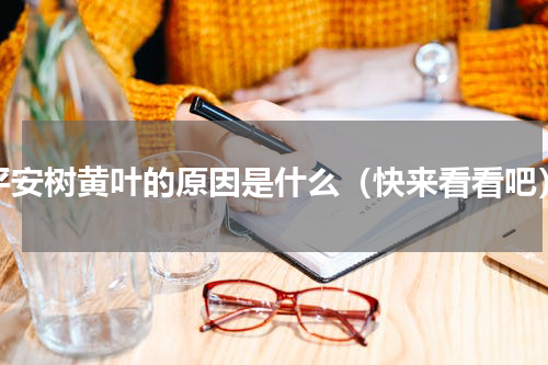 平安树黄叶的原因是什么（快来看看吧）