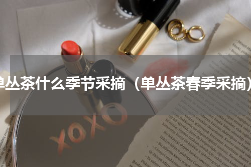 单丛茶什么季节采摘（单丛茶春季采摘）