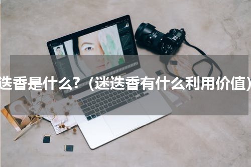 迷迭香是什么?（迷迭香有什么利用价值）