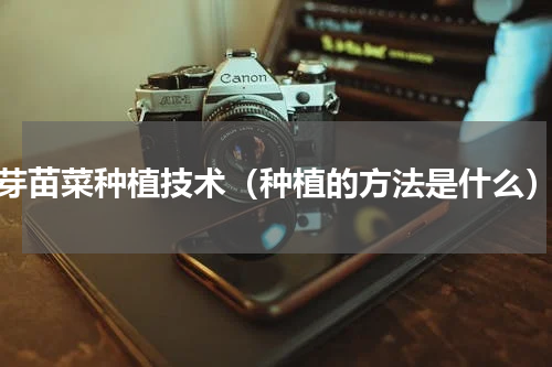 芽苗菜种植技术（种植的方法是什么）