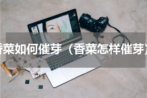 香菜如何催芽（香菜怎样催芽）