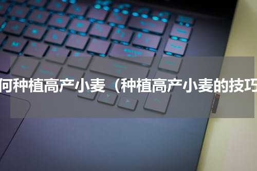 如何种植高产小麦（种植高产小麦的技巧）