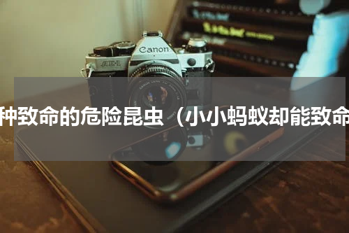 七种致命的危险昆虫（小小蚂蚁却能致命）