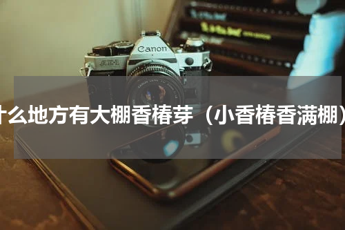 什么地方有大棚香椿芽（小香椿香满棚）